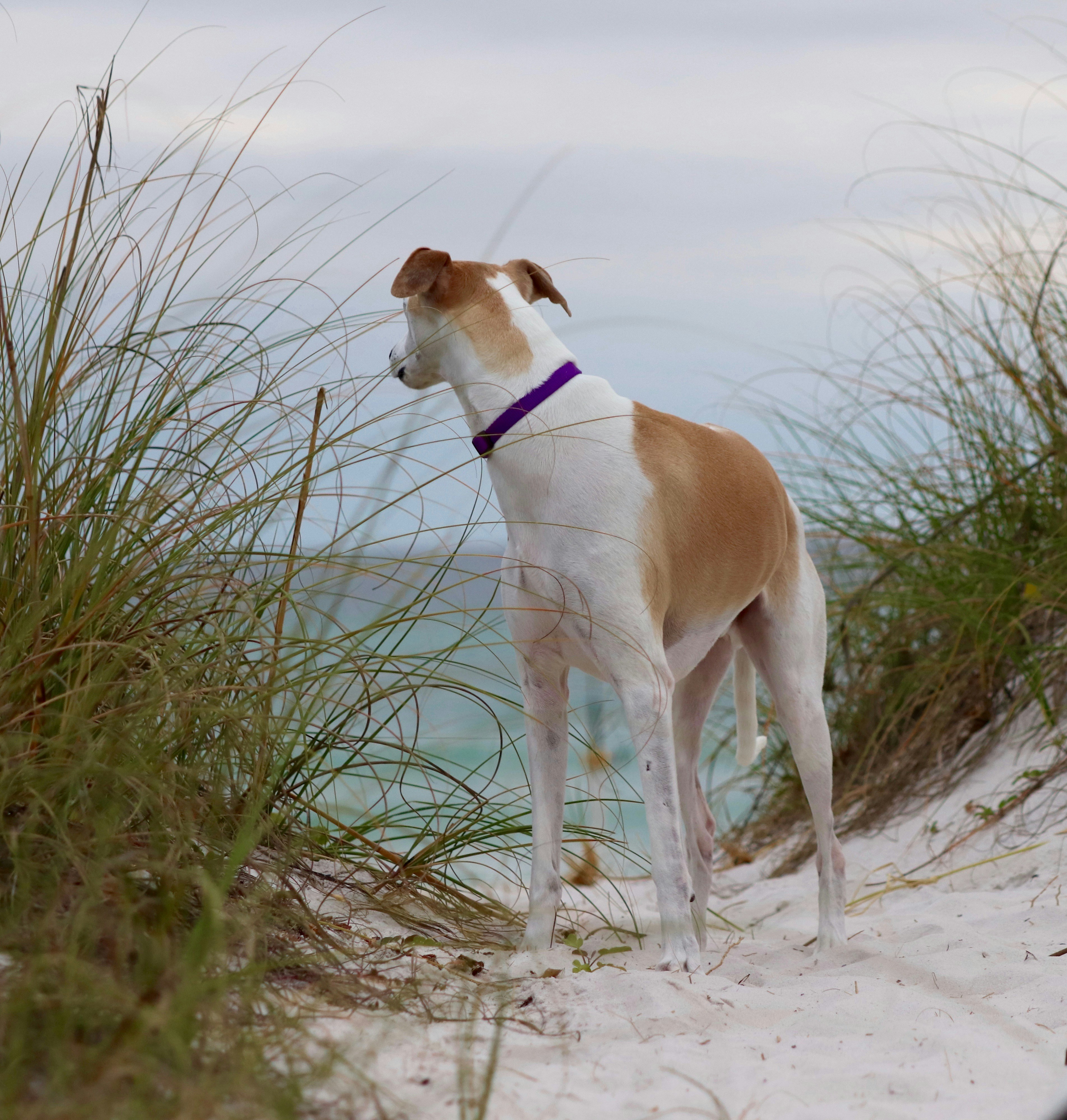 Gulf Coast beach view in Florida panhandle