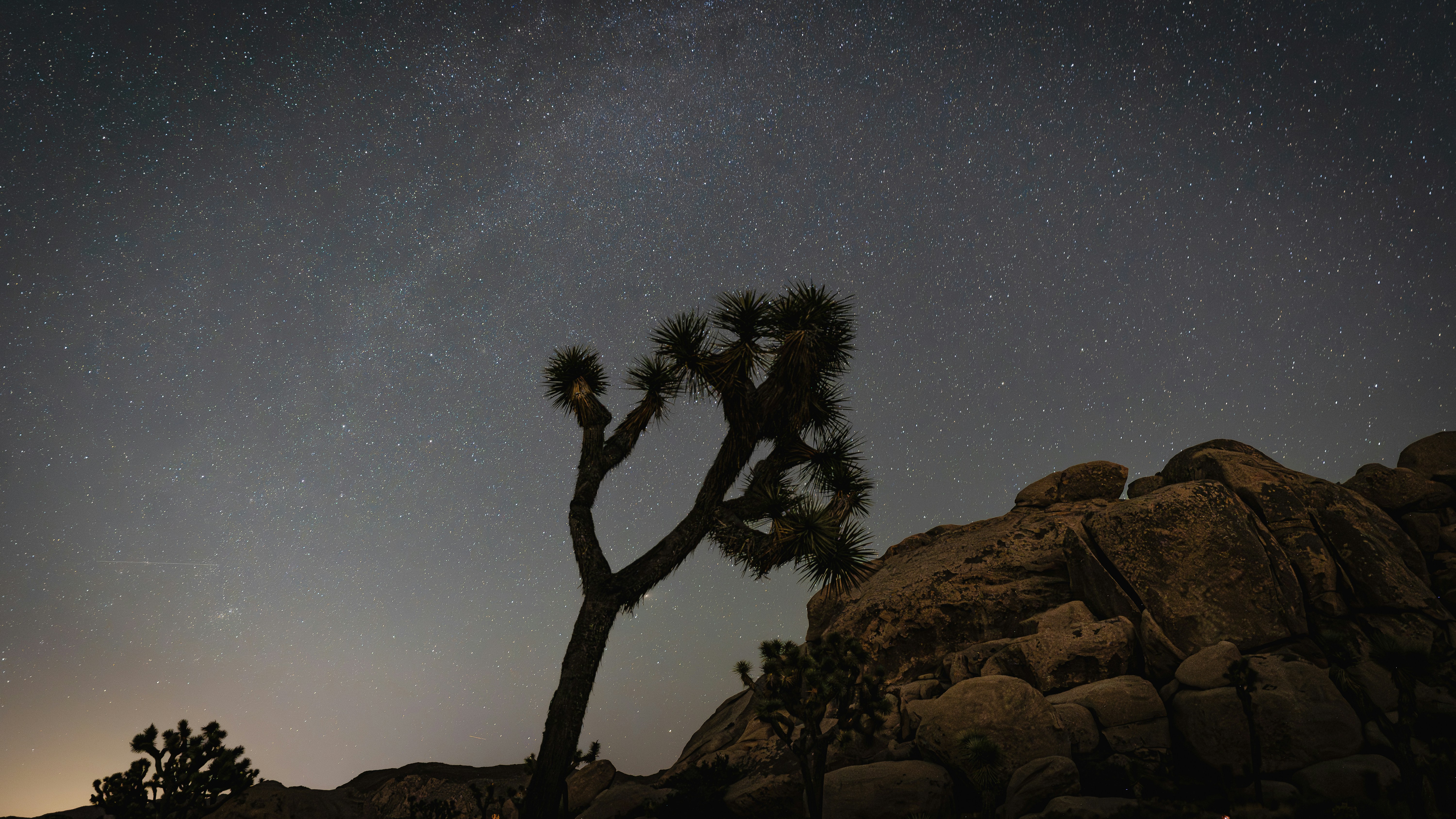 Joshua Tree at night under the stars